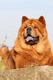 CHOW CHOW 255